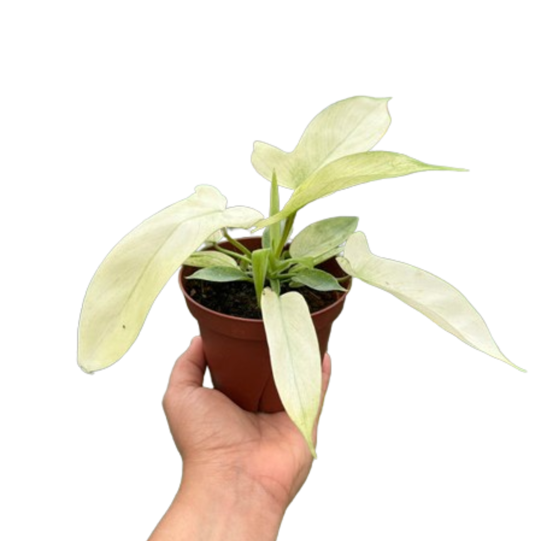 Philodendron 'Florida Ghost' – Breezyseeds