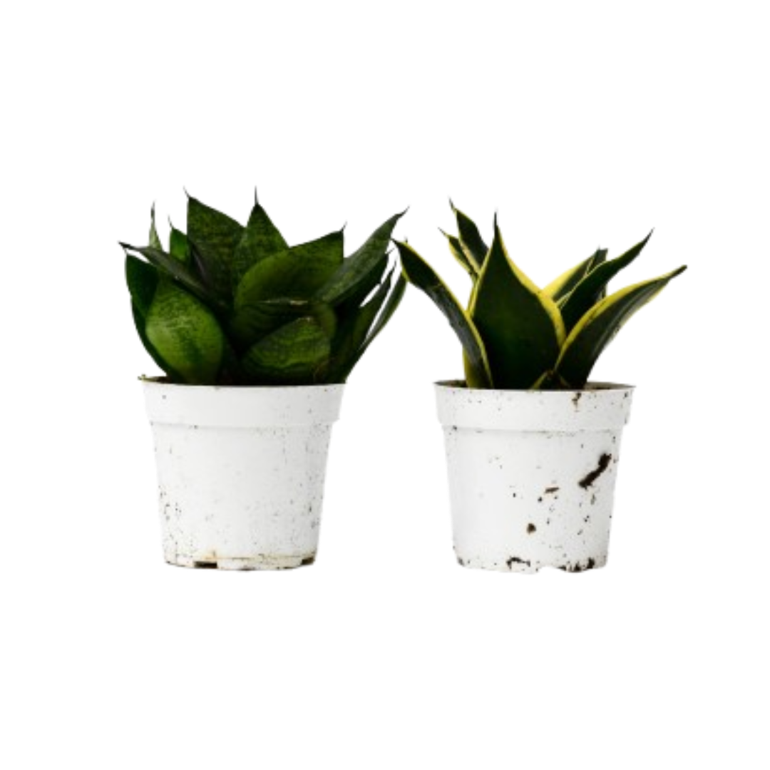 snake plant variety pack Snake Plant Variety Packs