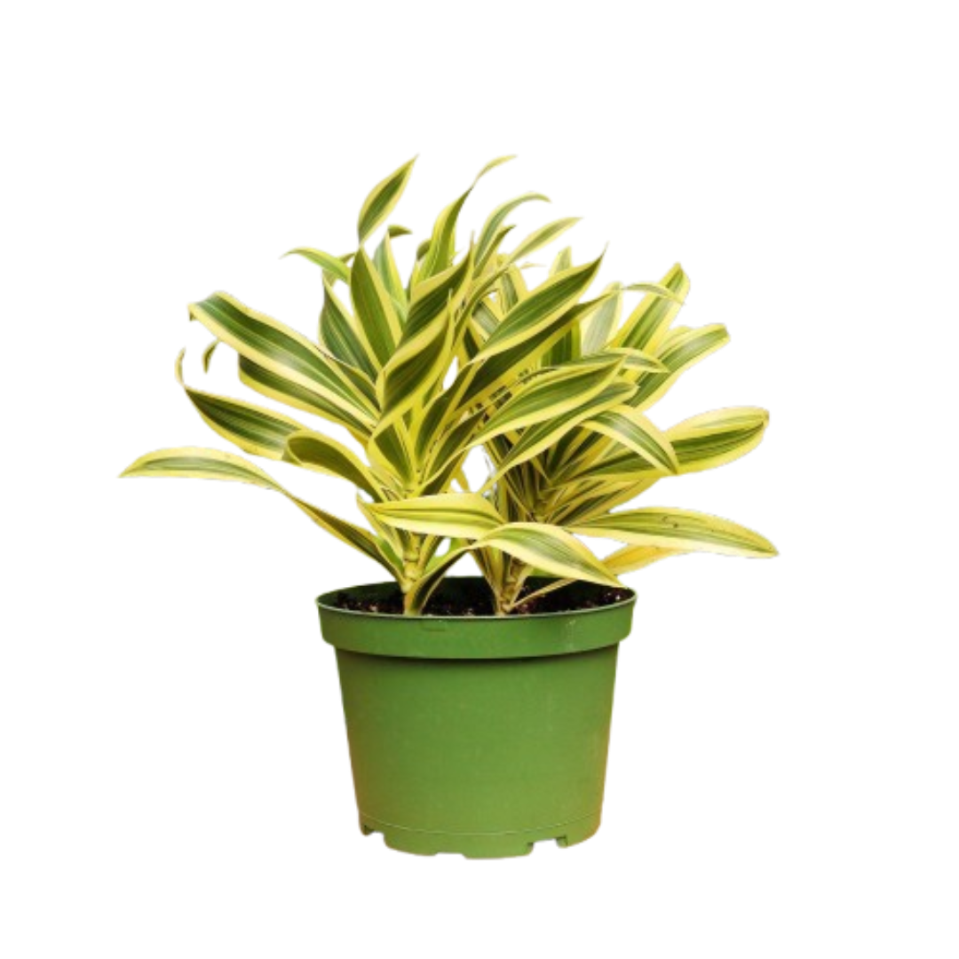 dracaena tornado swirl plant Dracaena 'Tornado' – Breezyseeds