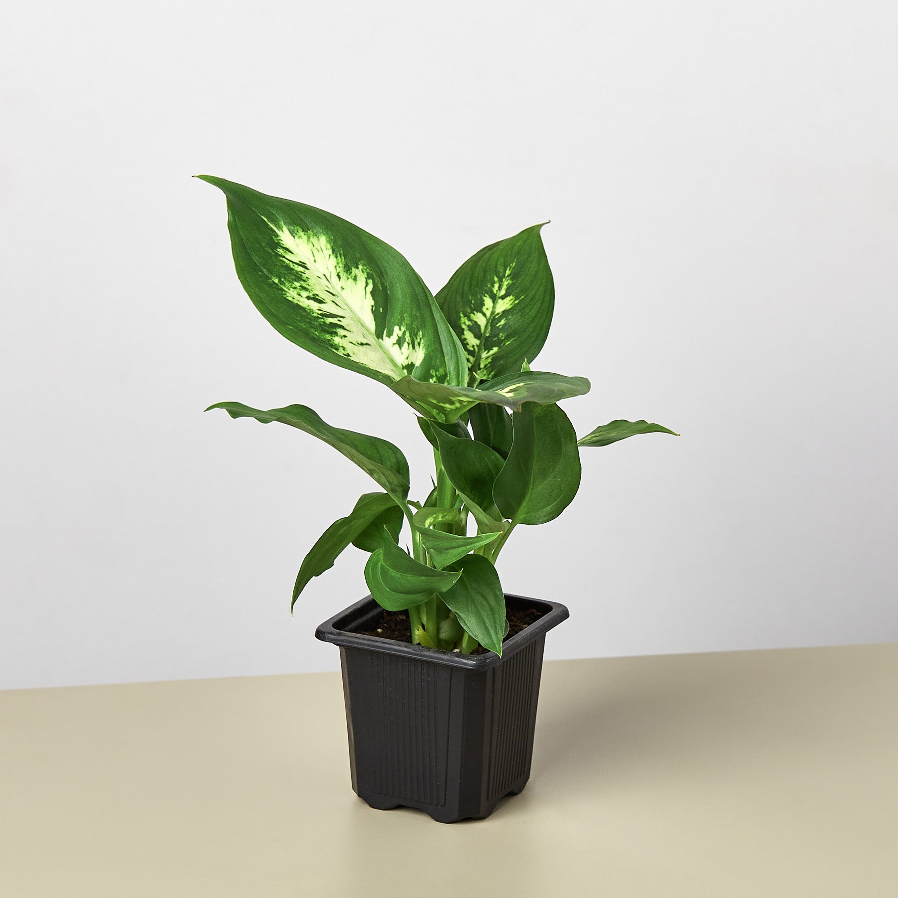 dieffenbachia camille common name Dieffenbachia Camille 6