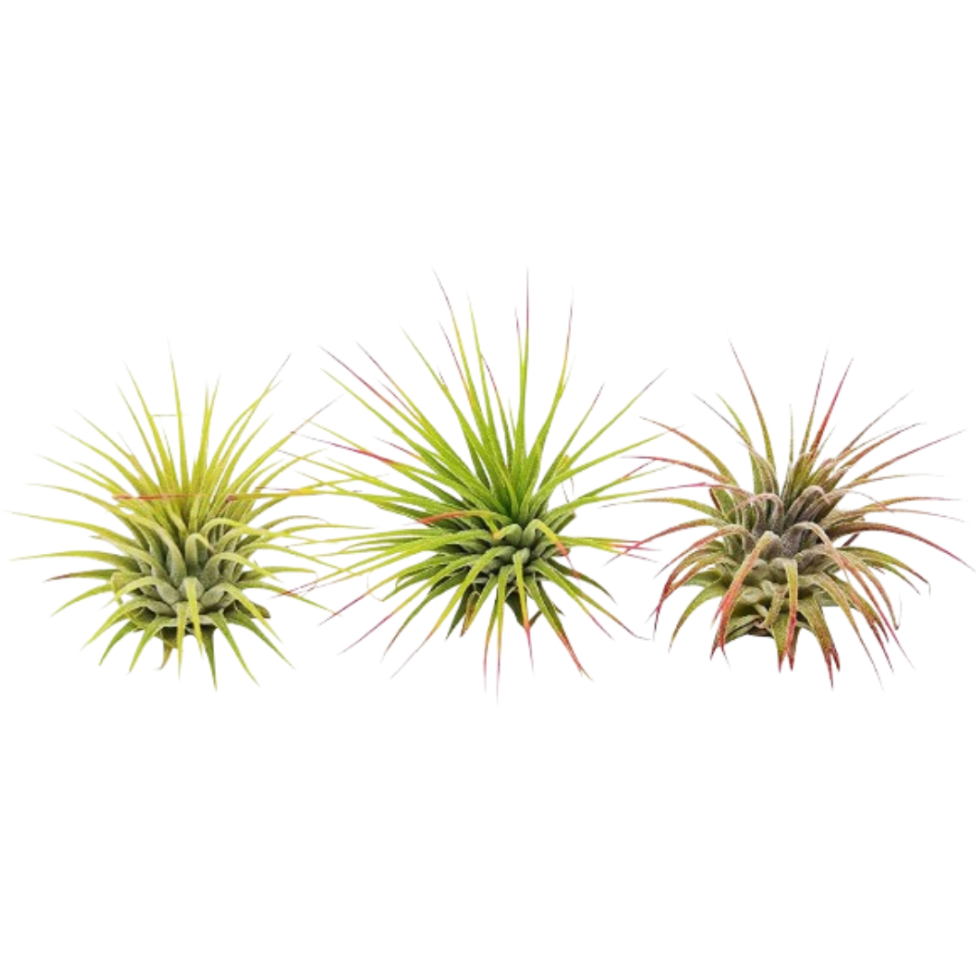ionantha guatemala tillandsia air plant 3 Ionantha Tillandsia Air Plants Pack