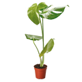 Monstera 'Thai Constellation'