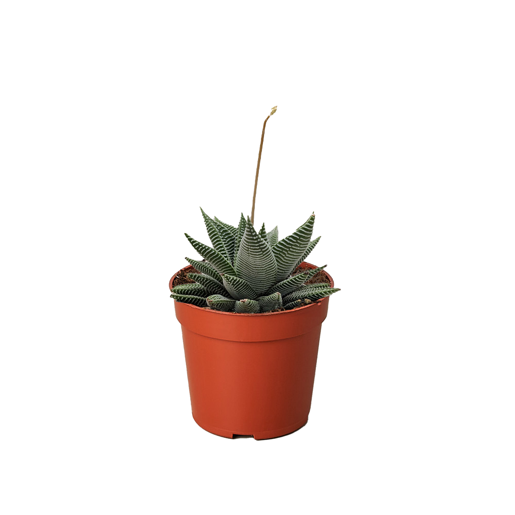 Succulent Haworthia Miami