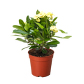 Crown of Thorns