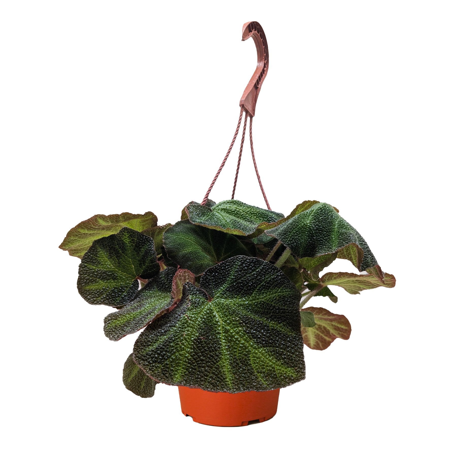 Begonia 'Soli Mutata'