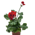 Geranium Red