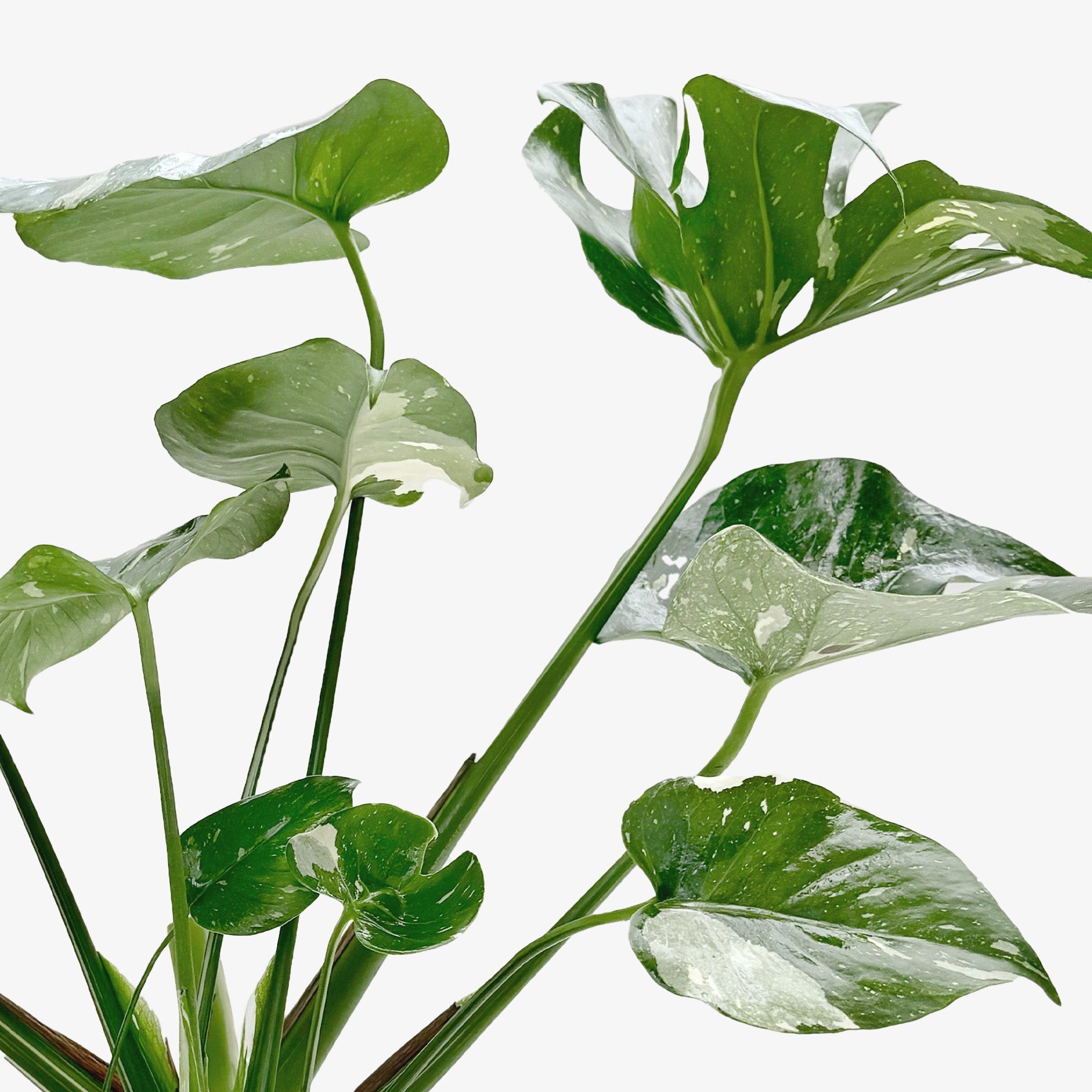 Monstera 'Thai Constellation'