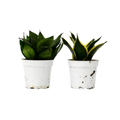 Snake Plant Variety Packs - 4" Pot